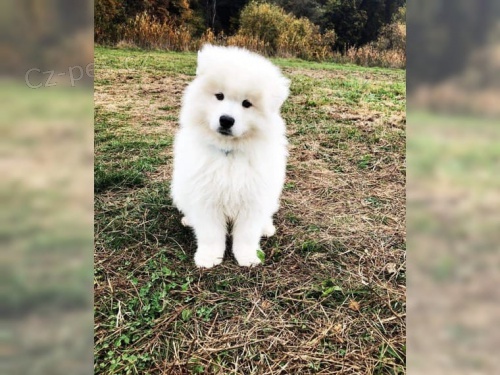 samojed chlupat ttka k adopci