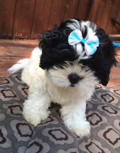 2 rozko�n� shih tzu �t��ata hledaj� domov