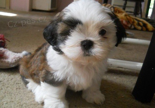 Rodina vychov�vala Shih Tzu