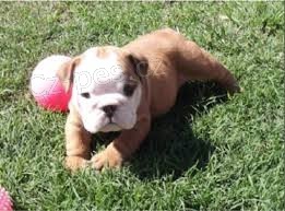 Anglick� buldok k dispozici