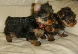 Roztomil� a rozko�n� Yorkie �t��ata k adopci