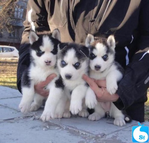 �istokrevn� �t��ata sibi�sk�ho husky hledaj� domov