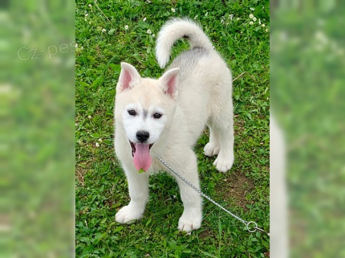 Sibi�sk� husky �t��ata