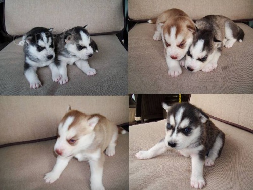  Vypadaj� jako vlci (�t��ata Husky)