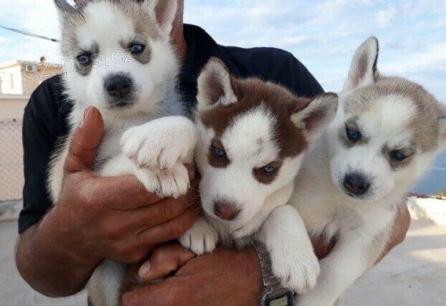 Cistokrevn� Sibi�sk� husky �t���tka s VDH / DCNH / FCI