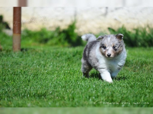K dispozici jsou �t��ata shetlandsk�ch ov��k� (Sheltie)