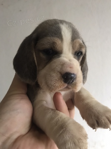 �t��ata Blue Beagle