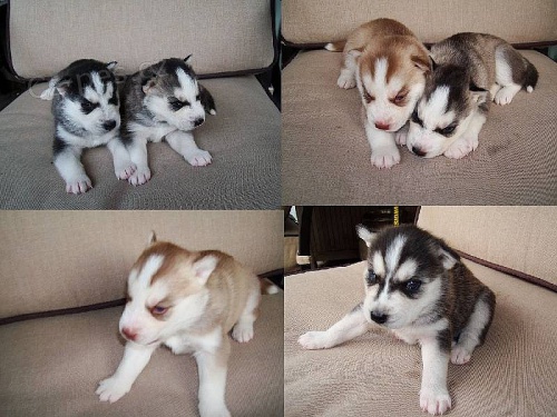 Kr�sn� mikro�ipy sibi�sk� Husky d�vky a chlapci