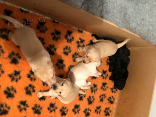  Najd�te Labradorsk� retr�vr - �t��ata  s PP