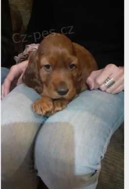 �t��ata irsk�ho setra p�ipraven� pro kr�sn� domovy