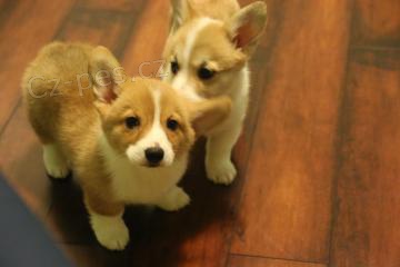Kr�sn� �t���tka welsh corgi pembroke pro nov� domovy
