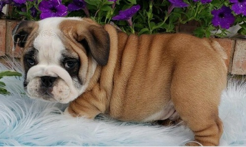 Dv� roztomil� �t���tka anglick�ho buldoka k adopci.