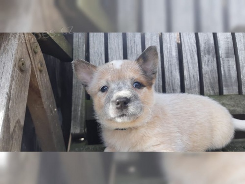 Australsk� hon�ck� pes   �t��ata tady te�