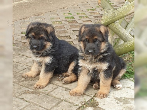 n�meck� ov��k pro nov� rodi�e