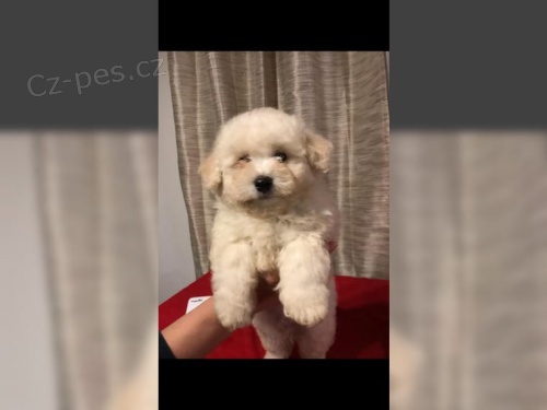 Bichon Fris�