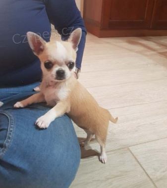 Fantastick� �t��ata �ivava Pro dobr� domovy