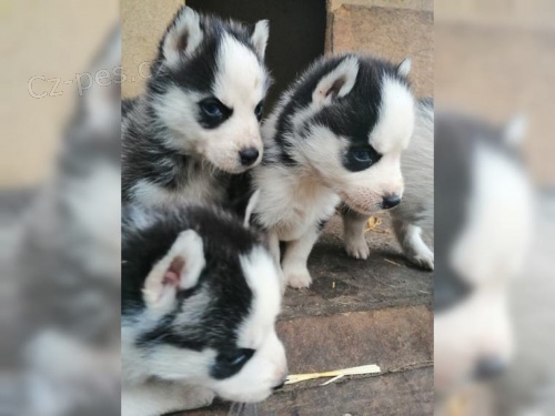 Sibi�sk� husky - kr�sn� �t���tka B�L� a �ERN� s PP