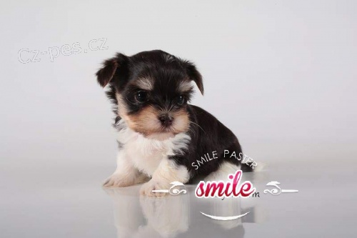 Yorkshir teri�r biever