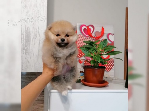 �picl�t� �t��ata s PP-EU pasem!