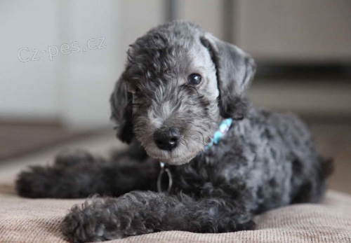 bedlington terrier pro skuten domovy