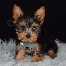 jork��rsk� �t��ata