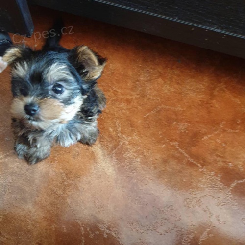 k dispozici jork��rsk� �t��ata.