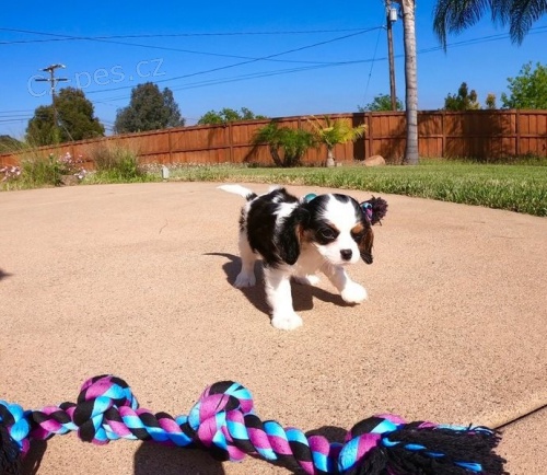 k dispozici kav�rensk� kr�l.