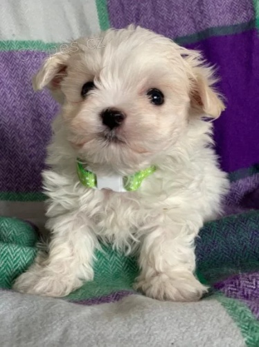 Maltsk� miniaturn� �t��ata s PP