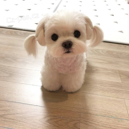 P�ed�v�m sv� maltsk� �t���tka k adopci zdarma, pro v�ce informac� kontaktujte jejich WhatsApp.