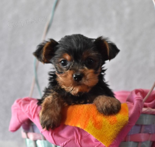 yorkshire �t��ata k dispozici, pros�m kontaktujte alosite sv� Whatsapp ��slo ...