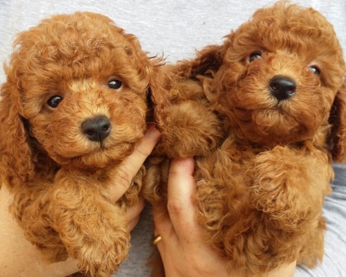 P�ed�v�m sv� anglick� baborncini k adopci zdarma, kontaktujte pros�m jejich WhatsApp pro v�ce informac�.