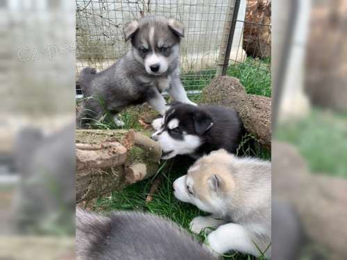 �ist� plemeno Sibi�sk�ho huskyho �t��ata s modr�m o�ima