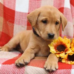 P�ed�v�m sv�j labrador zdarma k adopci, pro dal�� informace se pros�m obra�te na jejich Whatsapp.