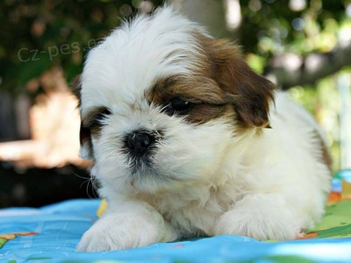 �t��ata shih tzu jsou k dispozici, pros�m kontaktujte vedle va�eho ��sla WhatsApp ..