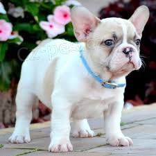 roztomil� Francouzsk� buldo�ek a fena p�ipraven� pro nov� domov, pro v�ce informac� pros�m laskav� podepi�te ��slo Whatsapp