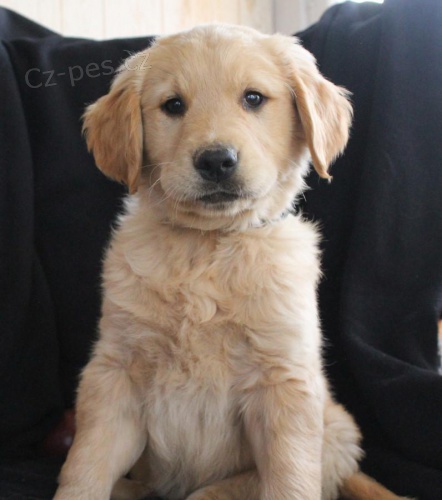 roztomil� �t���tka zlat�ho retr�vra