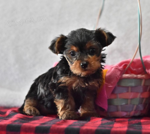 ��asn� jork��rsk� �t��ata