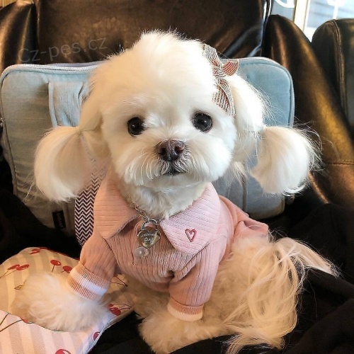 roztomil� maltsk� �t��ata