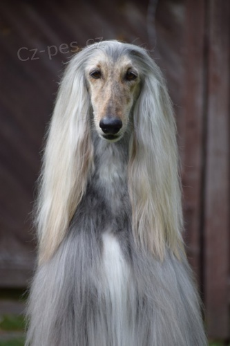 �t���tka afg�nsk�ho chrta s PP