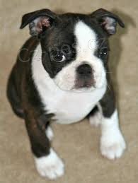 ��asn� �t���tka boston teri�ra