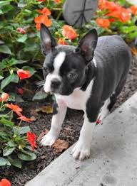 ��asn� �t���tka boston teri�ra