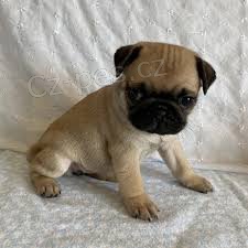 kr�sn� Mops �t��ata