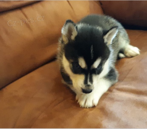 Sibi�sk� husky �t�n�