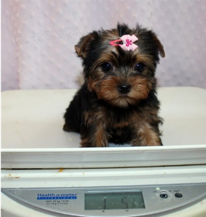 jork��rsk� teri�r