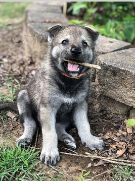 Kr�sn� �t�n� �eskoslovensk�ho vl��ka k adopci