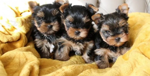 Jork��rsk� teri�r �t��ata(MINI TOY)