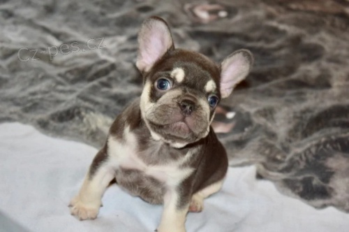 Francouzky Buldo�ky