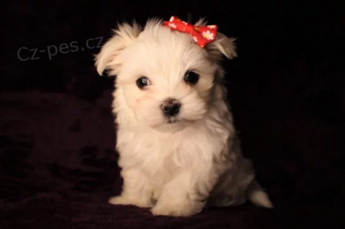 Maltsk� miniaturn� �t��ata s PP