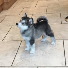 Aljask dti Malamute jsou k dispozici co nejdve