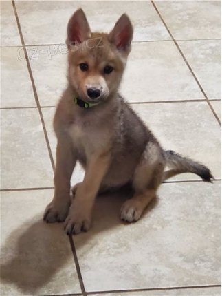 �t��ata vl��ch hybrid� jsou p�ipravena potkat sv� nov� rodiny.